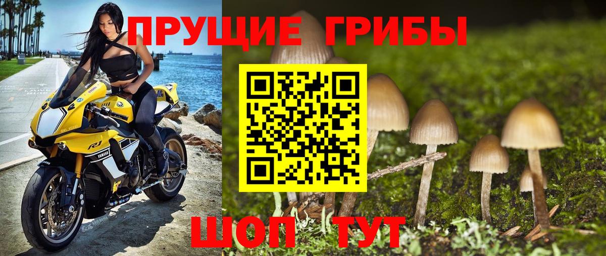 Псилоцибиновые грибы Psilocybe  Вход с VPN  Коммунар 